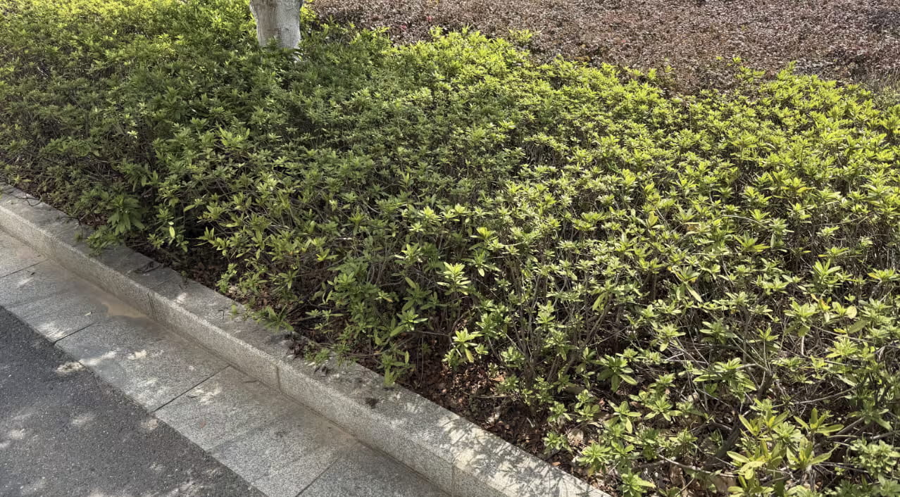 一张俯视拍摄的照片，画面中一道修剪整齐的常绿灌木矮篱斜穿而过，位于一道浅色花岗岩路缘石之后，左下角是一条灰色铺装和沥青路面。灌木丛整体茂密，但靠近路缘石处明显稀疏，露出光秃的木质枝干和一层褐色的落叶，叶片带着春季新生长的黄绿色泽；一株细长的树干从种植带中伸出，位于画面上缘，远处背景中是一片锈红色的花坛植物。光线明亮而具方向性，角度足够低，将一个画面外物体的长而柔和的影子投在铺装和路缘石上，暗示时间为傍晚时分。