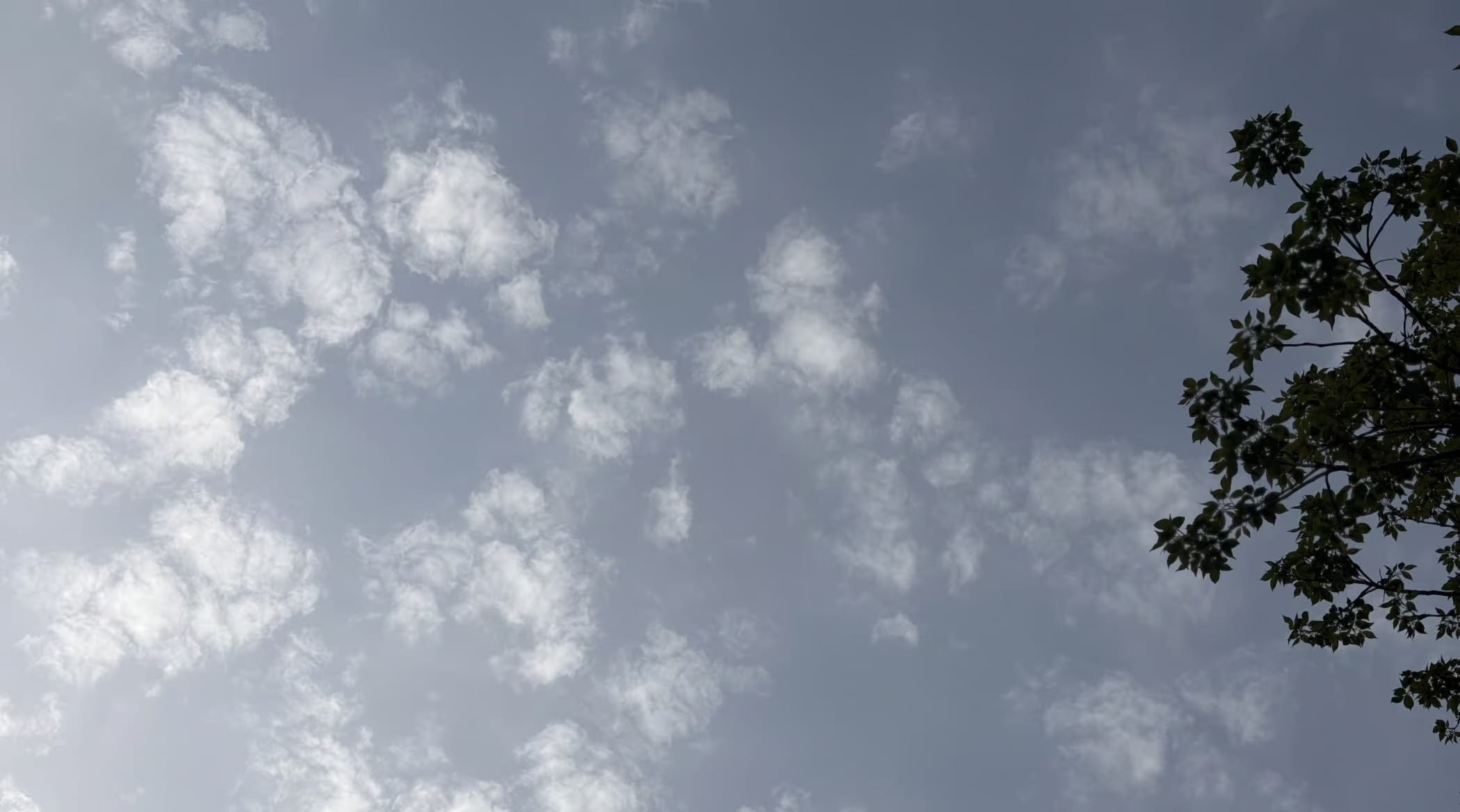 一张仰头直拍天空的照片，浅蓝灰色的日间天空中散布着边缘柔和的小片白云——像高积云一样的云场在画面左上方变得密集，到右下方则稀薄至晴空。沿着右边缘，一根多叶枝条的末梢从画面外伸入，纤细的小枝和尖头的复叶在明亮天空的映衬下几乎呈黑色，不过有几片叶子接到足够的光，显出绿色。光线弥散而略带薄雾，天空的亮度朝着有云的那一角递增，暗示太阳就在画面外的那一侧。整体看来像是一张随手向上仰拍的快照，多半是在一棵树下拍摄的。